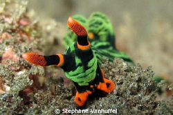 Nembrotha Kubaryana from Amed East-Bali
Canon G10 Seatoo... by Stephane Vanhuffel 